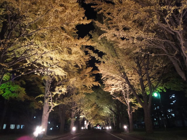 �C�`���E���؂ƃ��C�g�A�b�v_�k��C�`���E����