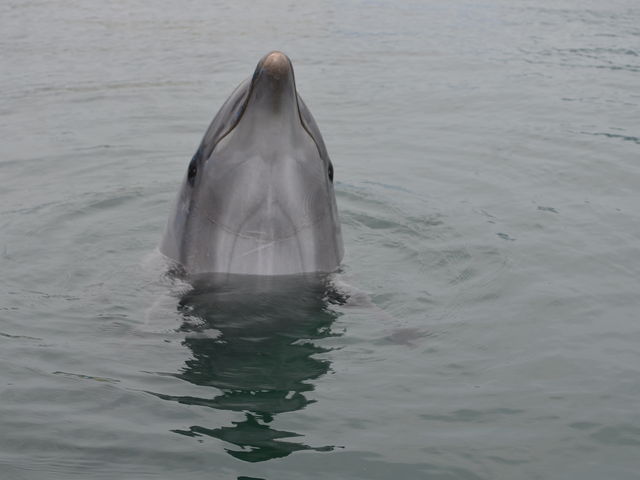 �C���J_���{�h���t�B���Z���^�[