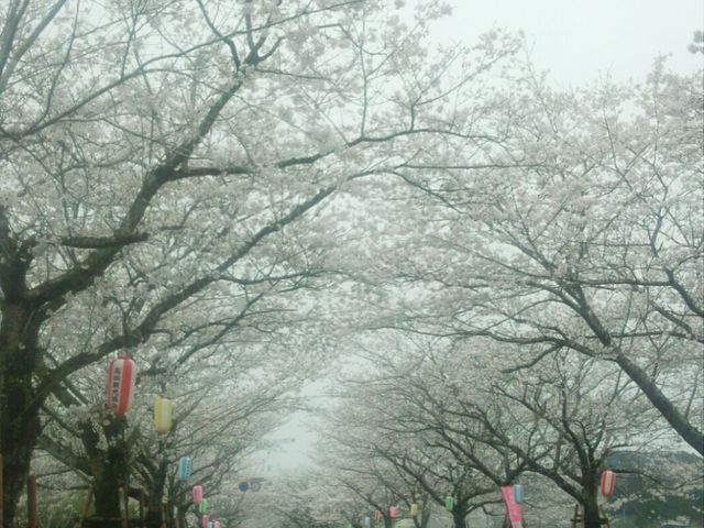 桜のアーチ_観音池公園