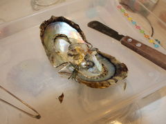 sat̐^삾̌@a{^Xւ̓eʐ^1