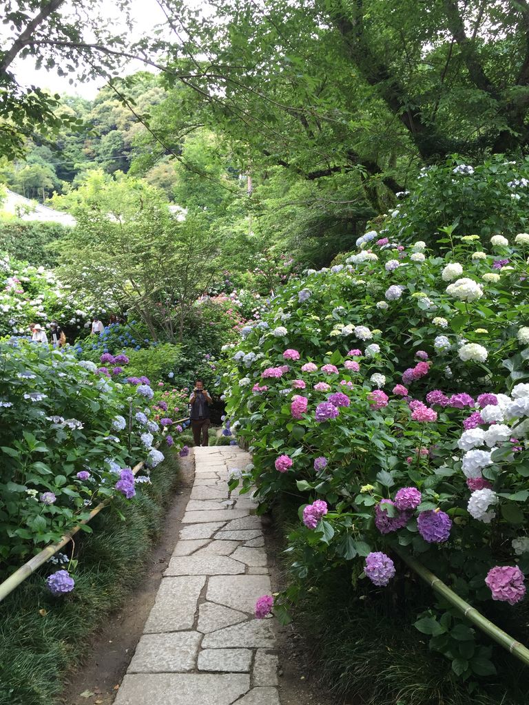【2020】京都・奈良の「あじさい寺」おすすめ5選！花の名所で初夏の絶景を