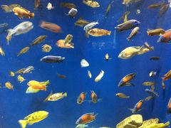 Obs[̐EW ANAggӂւ̓eʐ^1