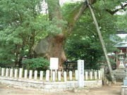 Ԃ񂳂̑啪{̑叾̓eʐ^2