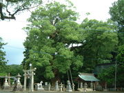 Ԃ񂳂̑啪{̑叾̓eʐ^3