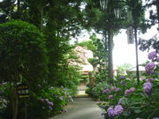 �g�V���[����̏�莛�i�z�ܑ��j�̓��e�ʐ^2