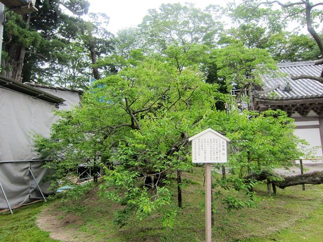 �痴�~�i���~�j_���ގ��̉痴�~