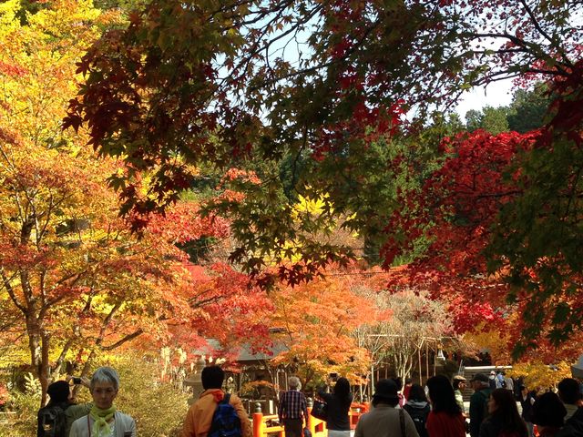 �g�t�̎����͂��ꂢ�ł��B_���V�@