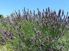 񂳂̊ςāEHׂāĚāA܊Ŋy߂\㗢n[uK[fւ̓eʐ^1