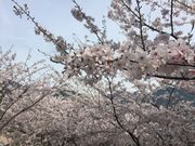 �j�I����̗��R�����̓��e�ʐ^1