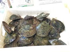 happy2012̐^삾̌@a{^Xւ̓eʐ^1