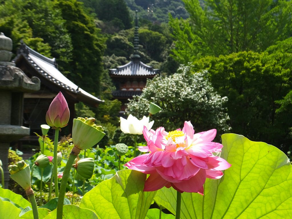 三室戸寺