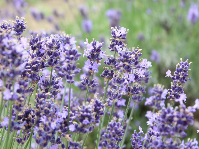 ���x���_�[��_�ݗt�̗��X�|�[�c�G���A