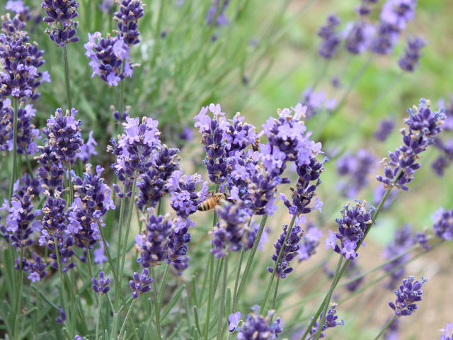 ���x���_�[��_�ݗt�̗��X�|�[�c�G���A