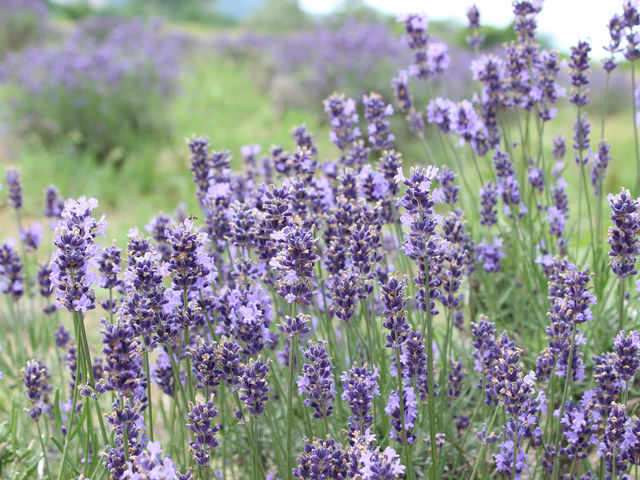 ���x���_�[��_�ݗt�̗��X�|�[�c�G���A