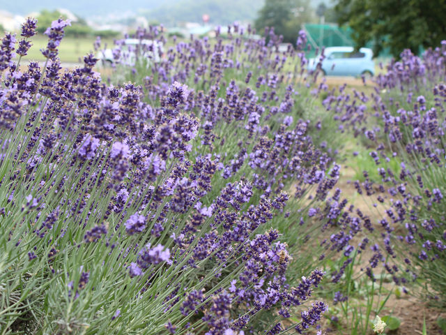 ���x���_�[��_�ݗt�̗��X�|�[�c�G���A