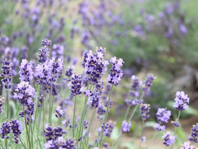 ���x���_�[��_�ݗt�̗��X�|�[�c�G���A