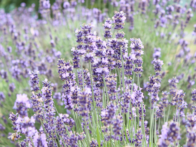 ���x���_�[��_�ݗt�̗��X�|�[�c�G���A