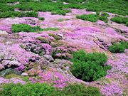 kophiphĩ~}LV}̓eʐ^1