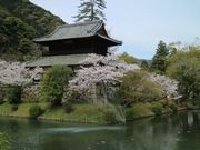 kazu񂳂̋щ_t̓eʐ^1