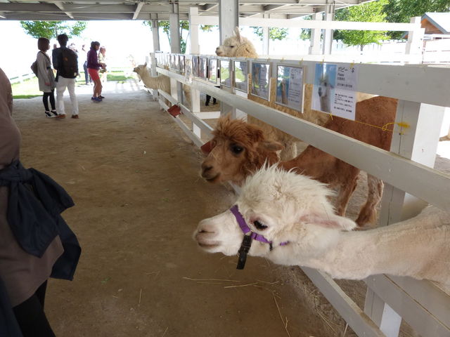 �A���p�J�̉a���_�l�G�ʂ̋u