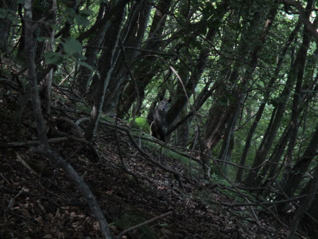 ���܂ɉ��J���V�J�̃R�h���B�������V���[���Ƃ������c_��䑾�Y�R