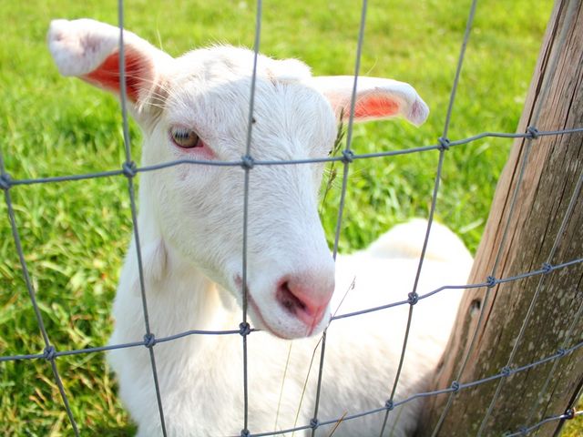 ���M�ɉa���������܂��B_�\����N�̐X