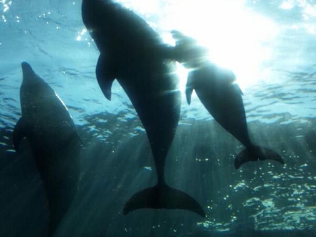 �C���J�̐e�q_���l�E���i���V�[�p���_�C�X