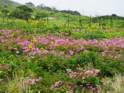 伊吹山高山植物 アクセス 営業時間 料金情報 じゃらんnet