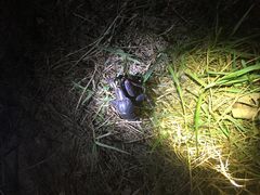 WW̃tB[hlC`[Ί_ւ̓eʐ^1