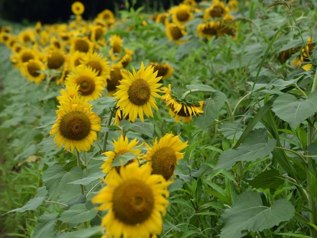 �Ó�Ђ܂��L��