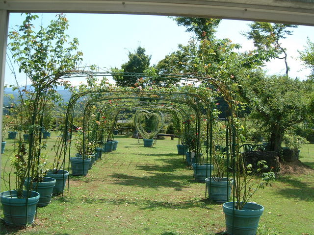 �o���̃A�[�`_�V�����_�ƌ����i���[�Y�q�����܂����j