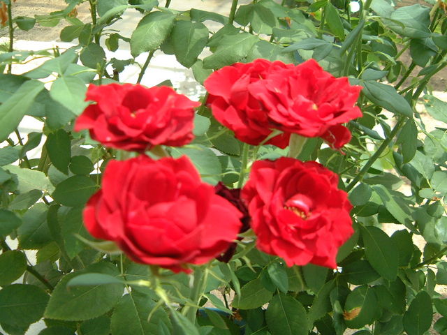 �o���̉�_�V�����_�ƌ����i���[�Y�q�����܂����j