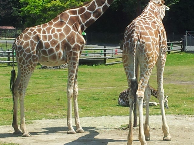 �y�����ł���_�H�g�䎩�R���������T�t�@�������h