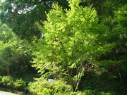 Ԃ񂳂̔ÕQ_Ђ̍gt̓eʐ^1