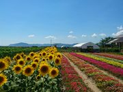 ���񂯂񂳂�̉Ԃ̊C�^�Ђ܂��̓��e�ʐ^1