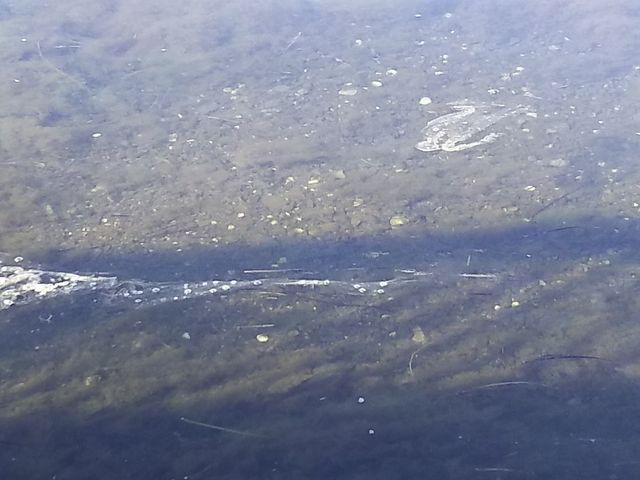 �F�X�ȑ傫���̒t������������@�������̂͌Q��𐬂��ĉj���ł��܂���_���{�Ŗk�[�̒n�̔�