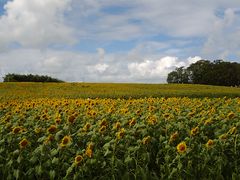 񂳂̂Ђ܂̋uւ̓eʐ^1