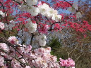 n}jČ꓍isގ̎OFj̓eʐ^4