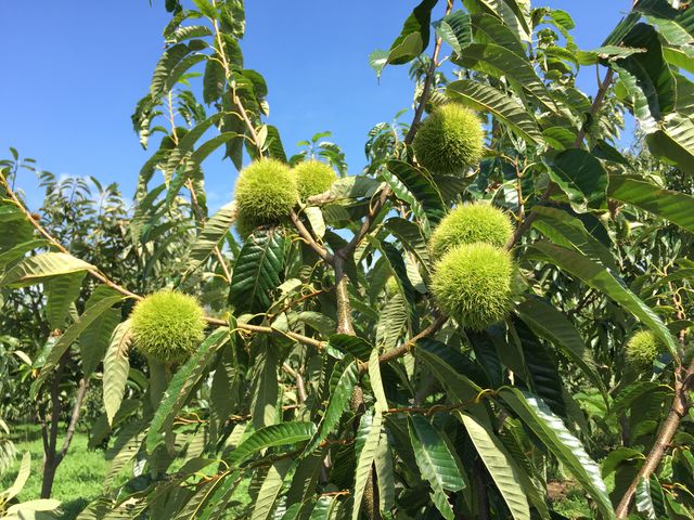 ������͒��͂��܂���ł����B_���c�O���[���_��