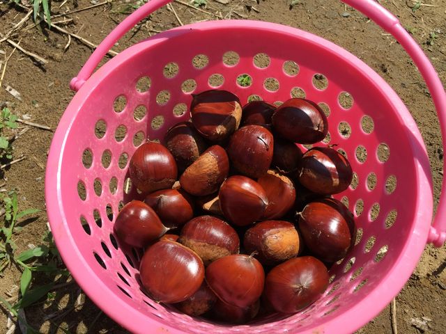 �嗱�̌I�ł��B_���c�O���[���_��