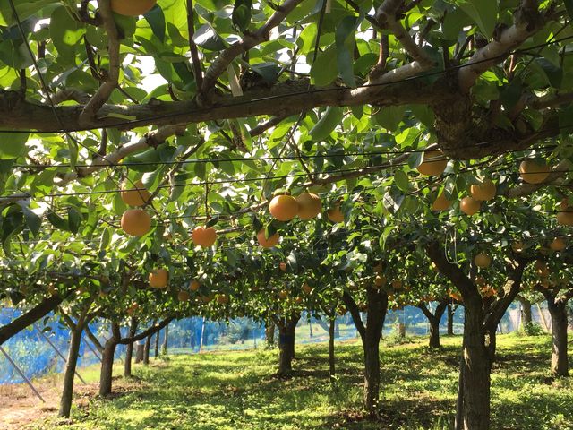 �傫�ȗ��΂���_���c�O���[���_��