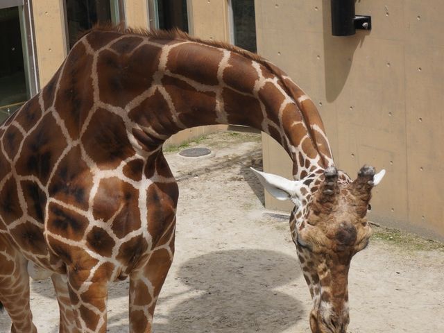 �L�����̓�_���R������