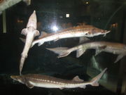 yosshy̔[`EUق̓eʐ^2