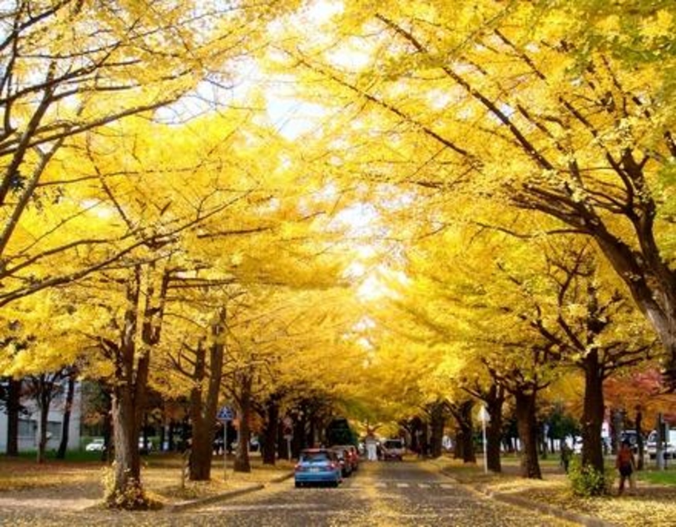 全国 秋限定 イチョウ並木 15選 絵になる黄色い絨毯の上を歩きたい じゃらんニュース