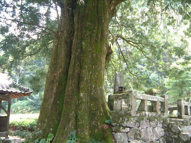 Ԃ񂳂̌RJ̖؂̓eʐ^2