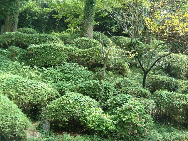 Ԃ񂳂̑[̂̓eʐ^1