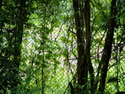 Ԃ񂳂̉̉@Lv̓eʐ^1