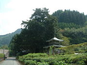 Ԃ񂳂̌RJ̖؂̓eʐ^1