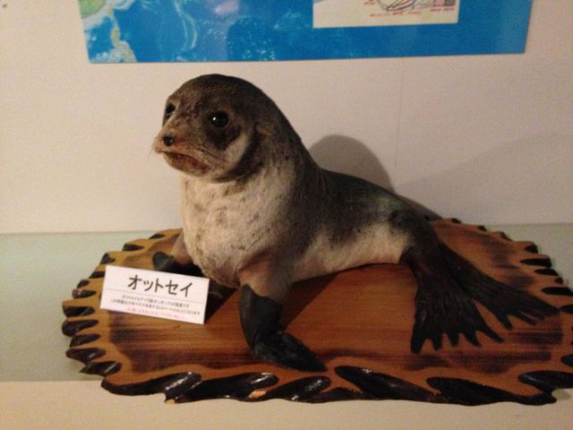 �I�b�g�Z�C_�t���s�k���L�O��