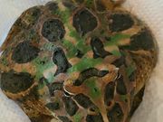 �Ԃ���񂳂��঒��ރJ�t�F ROCK STAR ���b�N�X�^�[�̓��e�ʐ^1